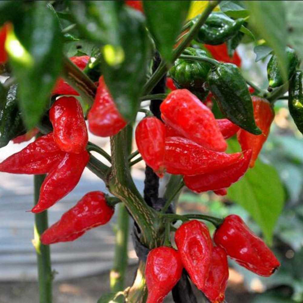Bhut Jolokia Chili Seeds Ghost Pepper Super Hot Naga Jolokia Vegetables ...