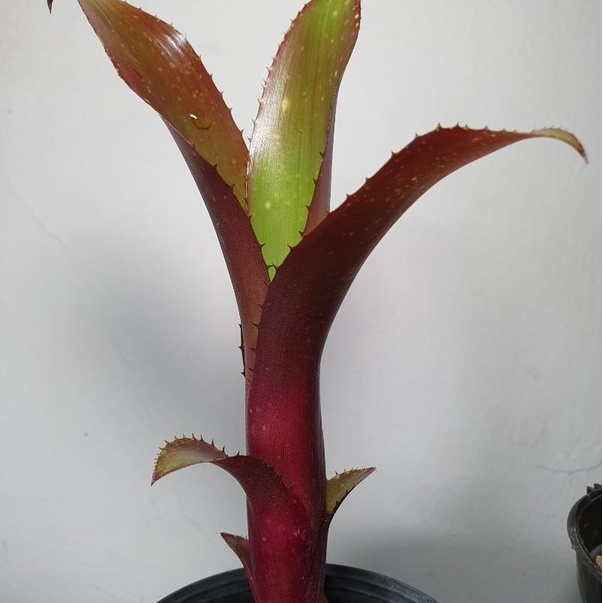 [ Ready Stock ] Bromeliad @ Billbergia *ROYAL BLOOD* | Shopee Malaysia