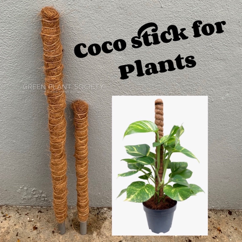 GPS Green Plant Society Coco Stick/Sabut Batang 植物支撑棒 | Shopee Malaysia