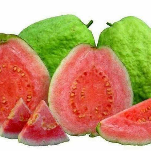 Pokok buah jambu pink guava taiwan watermelon che gua | Shopee Malaysia
