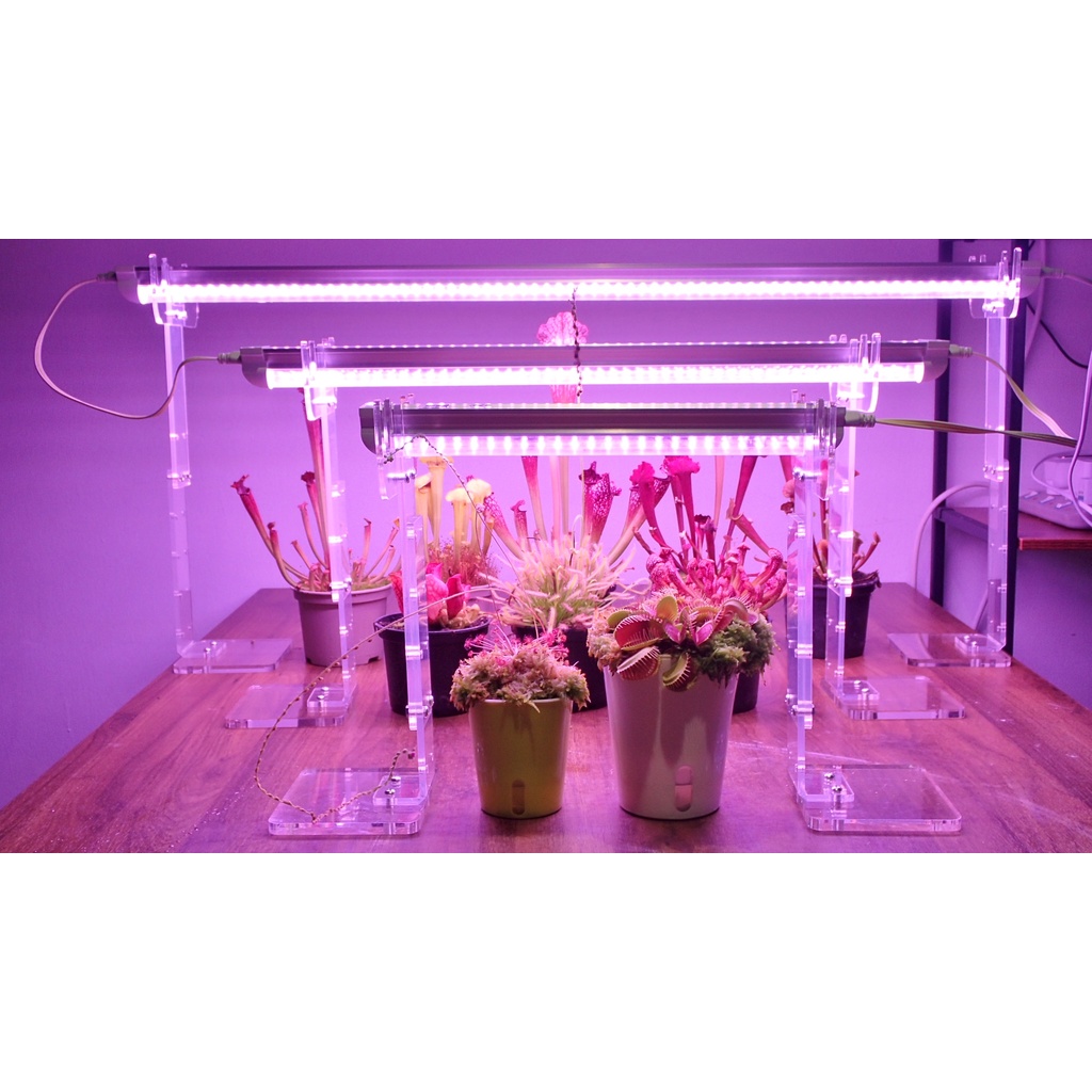 [Bunface Potato Carnivorous Plants] Full Spectrum LED Plant Grow Light, High Output T8 Shopee