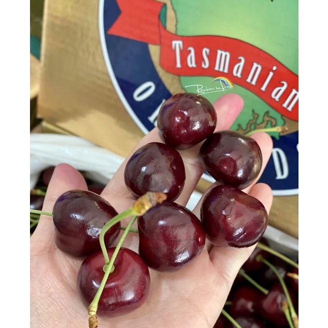 💯FRESH 500G PREMIUM AUSTRALIA TASMANIAN CHERRY Shopee Malaysia