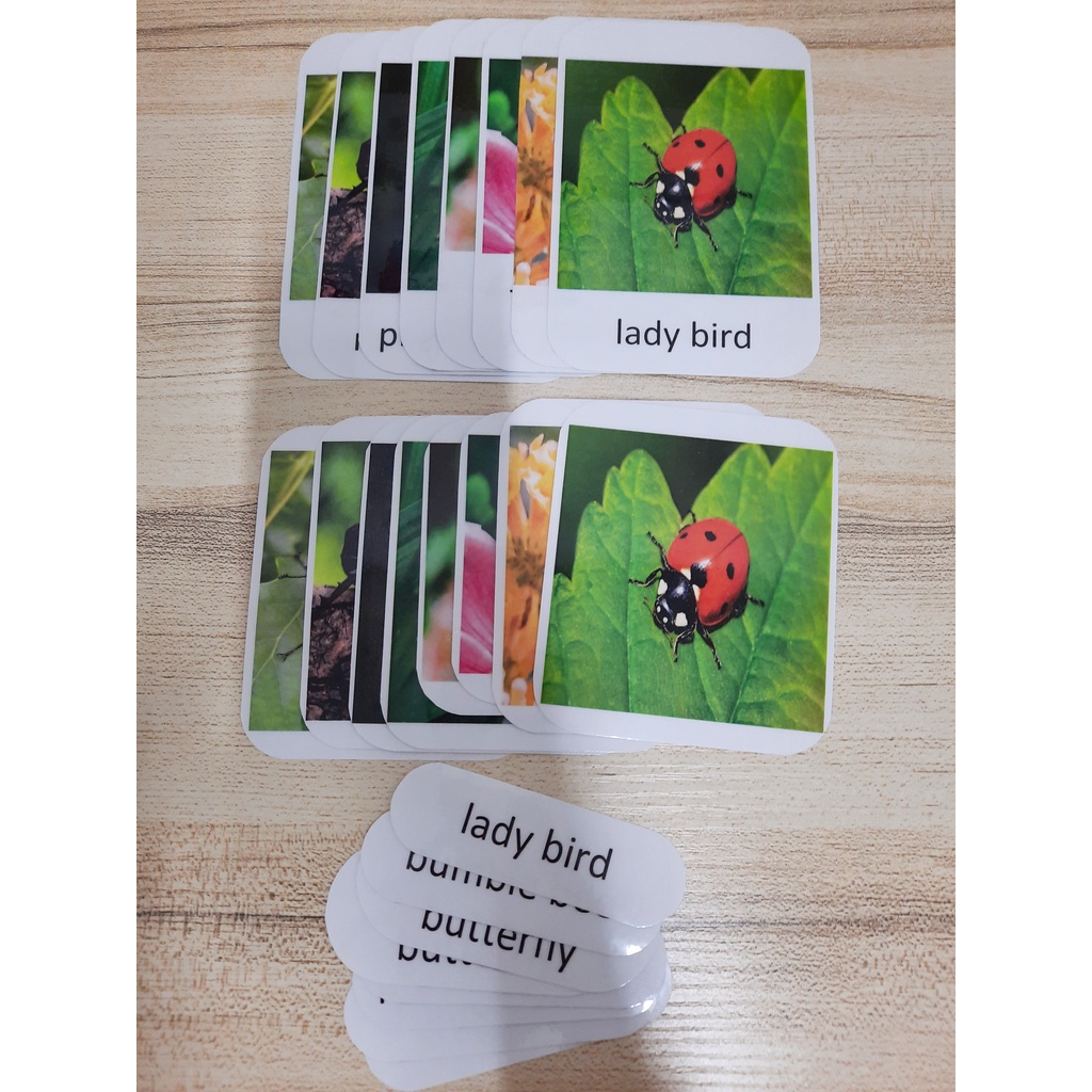 Insect Toy Realistic Insect Model Montessori Animal Match Miniature ...