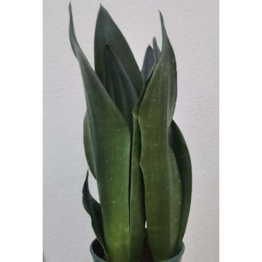 sansevieria midnight shine | Shopee Malaysia
