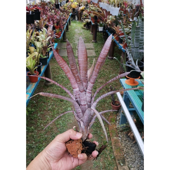 ブロメリア・エアープランツ Aechmea phanerophlebia Rubra aechmea phanerophlebia Aechmea phanerophlebia (rubra)の花序