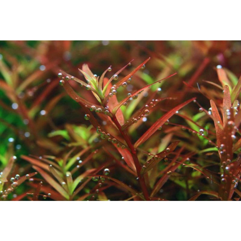 Aquatic plants Rotala Rotundifolia Red 红宫廷 5stem,aquatic plants ...