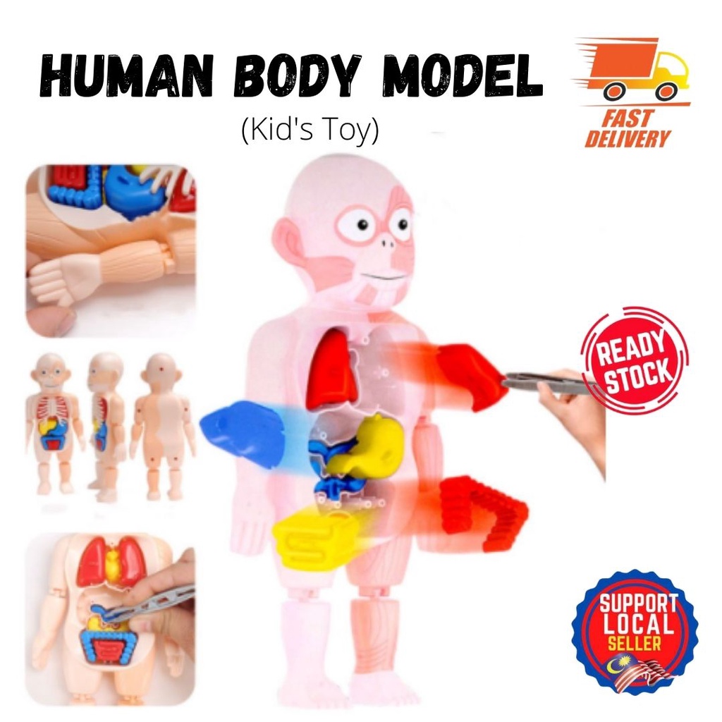 Human Body Anatomy Interactive Toys Human Model Structure Matching ...