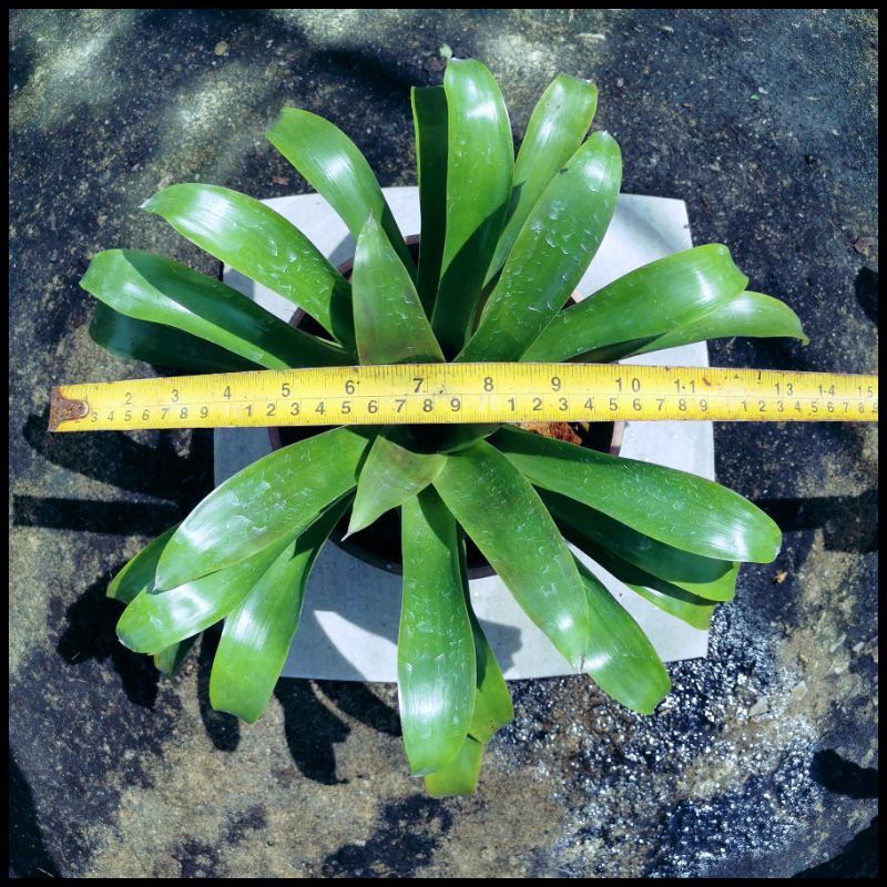 (Live Plant) Neoreglia Bromeliad sp aka Hybrid 2 (anak/pup) | Shopee ...