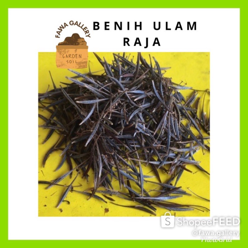 40 BIJI BENIH ULAM RAJA | Shopee Malaysia