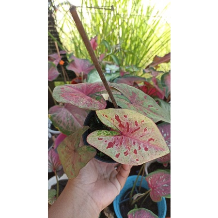 Rass berry moon keladi rare | Shopee Malaysia