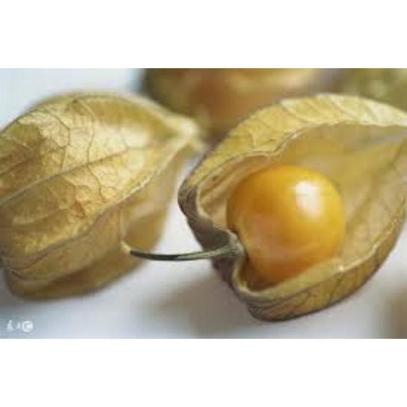 30pcs Benih Buah Tanglung(letup kelambu) /30pcs Cape Gooseberry Seeds ...