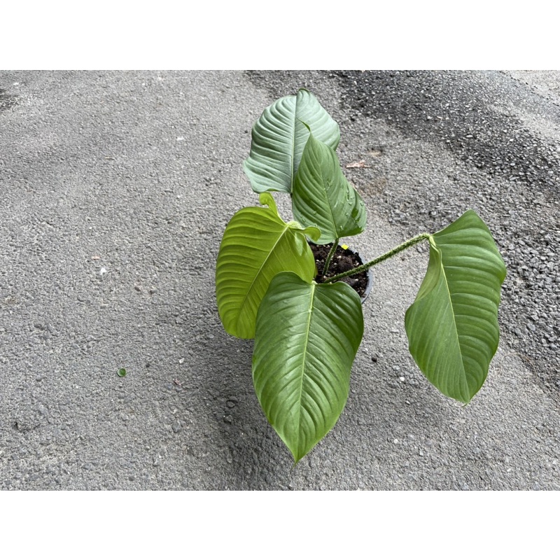 giganteum philodendron Philodendron giganteum main image 1