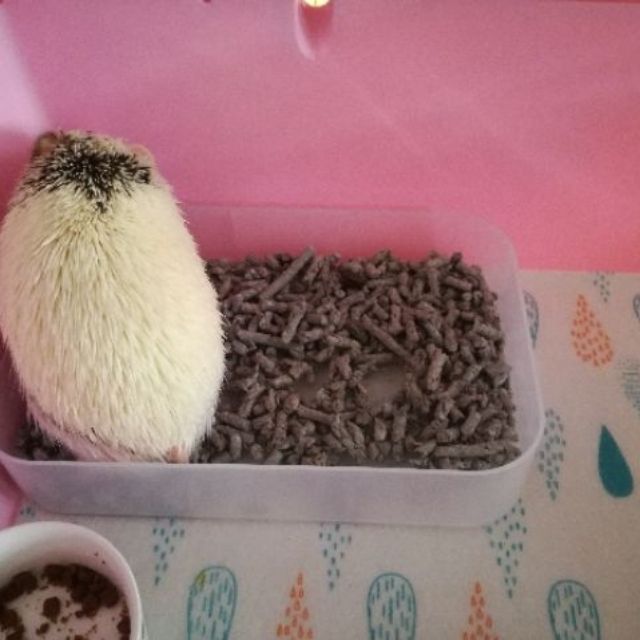 Hedgehog Small Pet Litter Box Shopee Malaysia