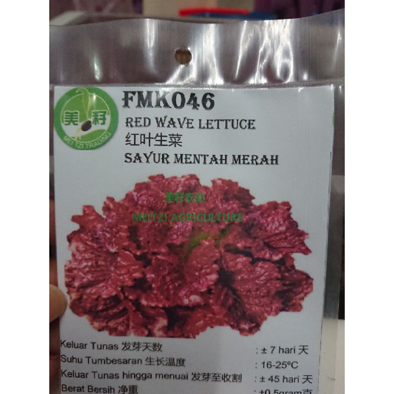 BENIH SAYUR 菜籽 - FMK046 SAYUR MENTAH MERAH 红叶生菜 RED WAVE LETTUCE ...