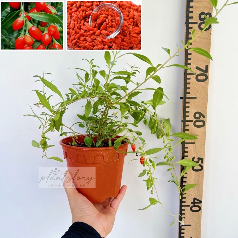 🌱 Lycium chinense 🌱枸杞🌱Goji Berry plant🌱fruit tree 🌱Outdoor plant🌱Ready ...