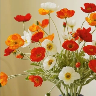 spider poppy - Buy spider poppy at Best Price in Malaysia