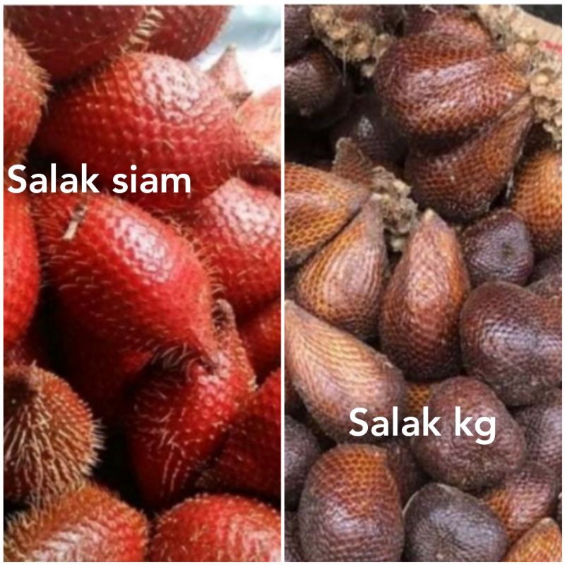 Buah Salak Siam 1kg Salak Kampung 1kg Shopee Malaysia