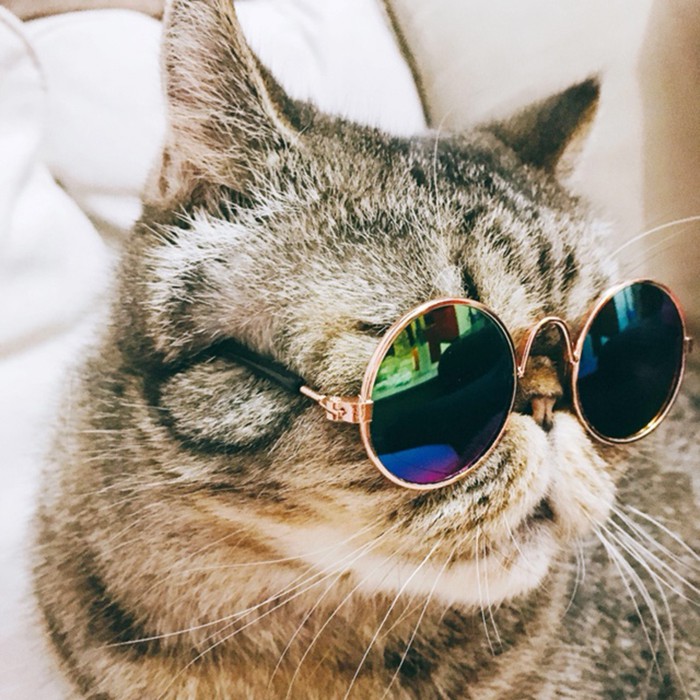 Sunglasses for hot sale cats