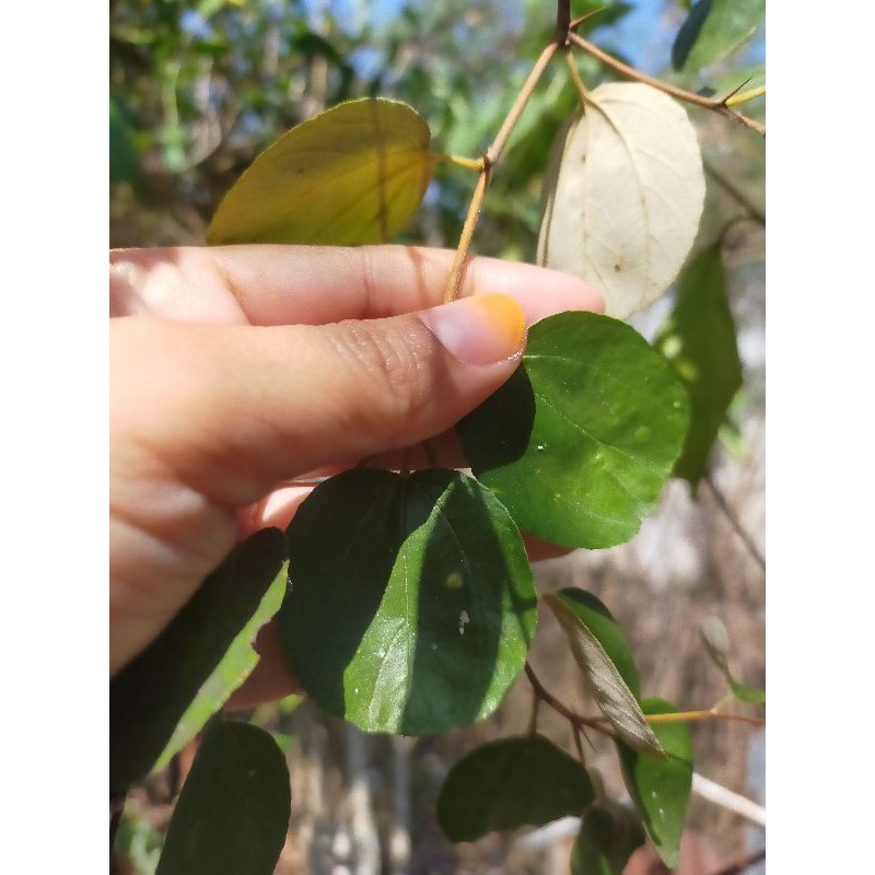 FRESH 💥50 helai daun bidara | Shopee Malaysia