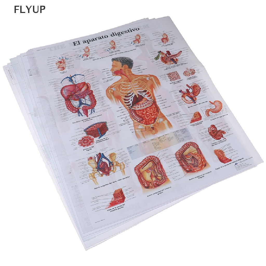 Flyup Human Anatomy Muscles System Poster Print Body Map Silk Painting Wall Pictures My Shopee