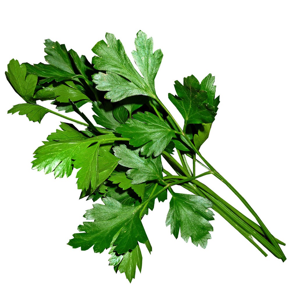 Italian Giant Parsley Seeds (4gm ≈1,500sds) Shopee Malaysia