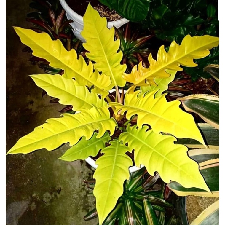 philodendron shangri la Thaumatophyllum 'Shangri La' 8" at SPROUT HOME