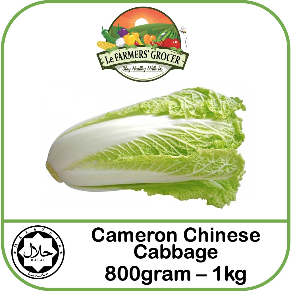 Kubis Cina Chinese Cabbage Wong Pek 黄芽白 大白菜 8001kg Fresh Vegetables
