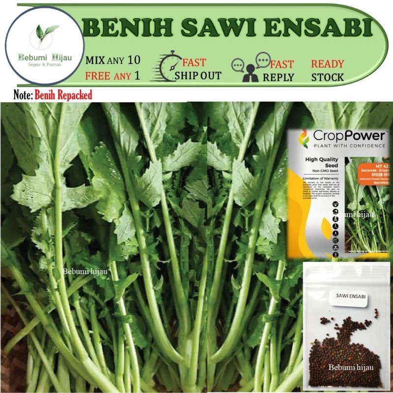 Sepeket Biji Benih Sarawak Ensabi Sawi Pahit Repacked 1 Gram Seeds