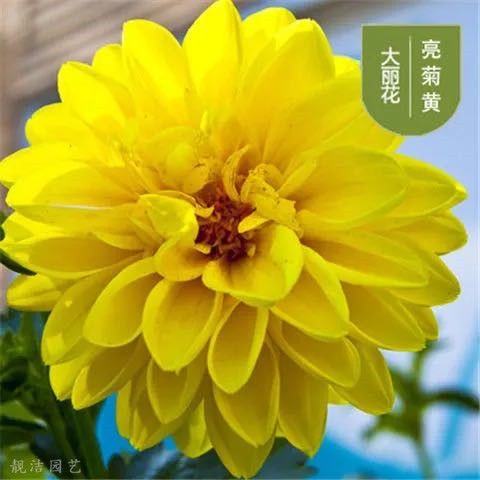 【Fresh seed】Double [Dahlia Seeds] Flower Seeds200粒重瓣【大丽花种子】花种子 | Shopee ...