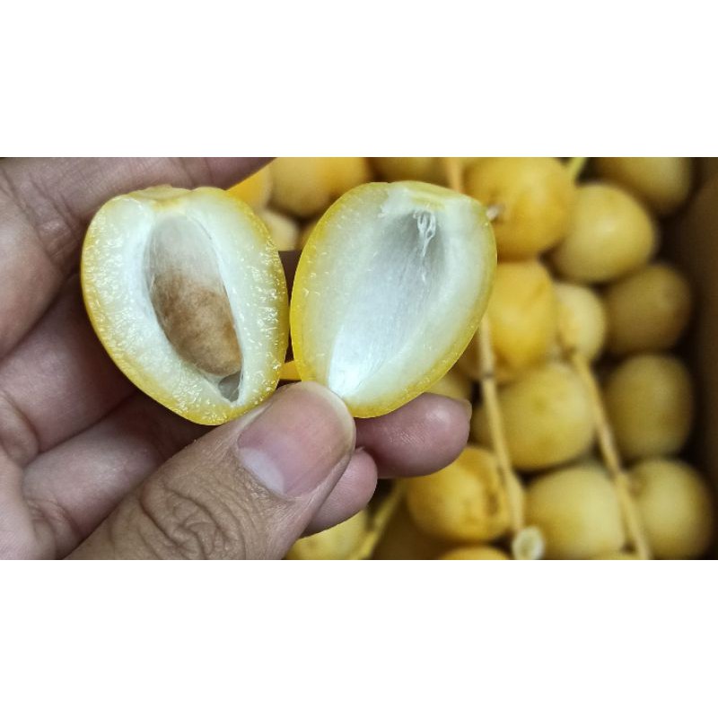Kurma Muda @ Fresh Ruthob Barahi 500gm/1kg | Shopee Malaysia