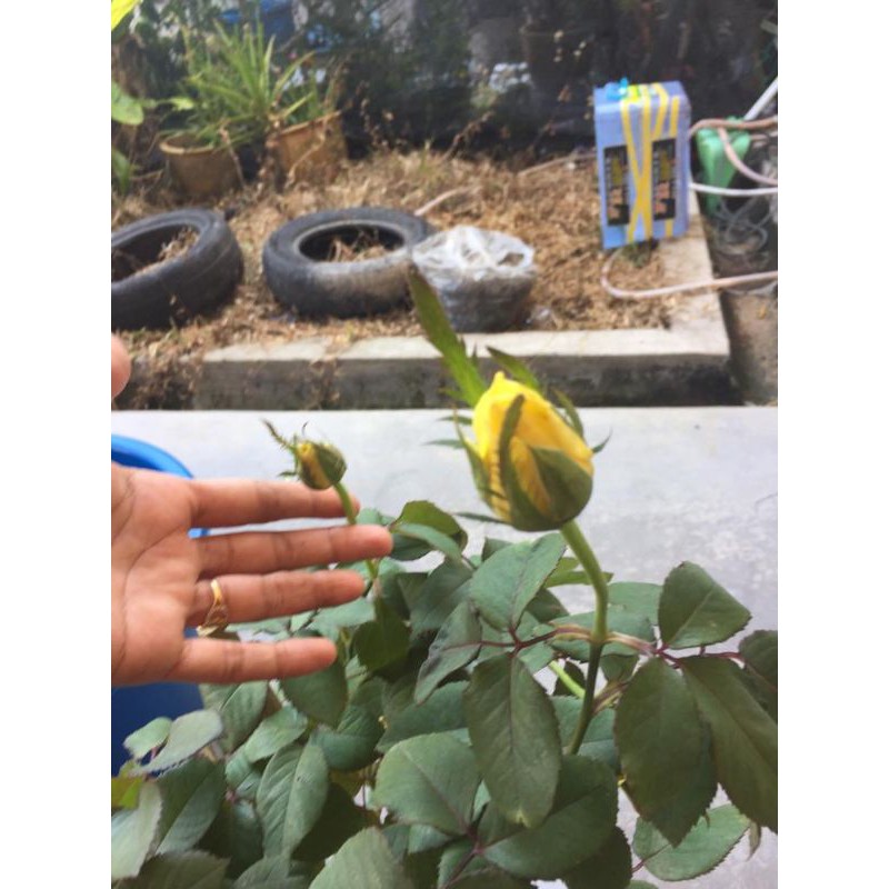 POKOK BUNGA ROS KUNING TANAH RENDAH | Shopee Malaysia