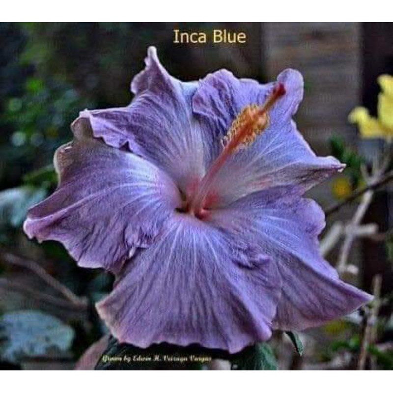 POKOK BUNGA RAYA INCA BLUE (PM SEBELUM ORDER YE) | Shopee Malaysia