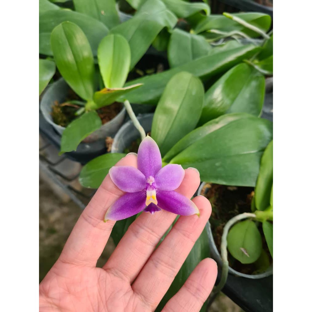 phal-violacea-blue-x-violacea-indigo-with-spike-flower-shopee