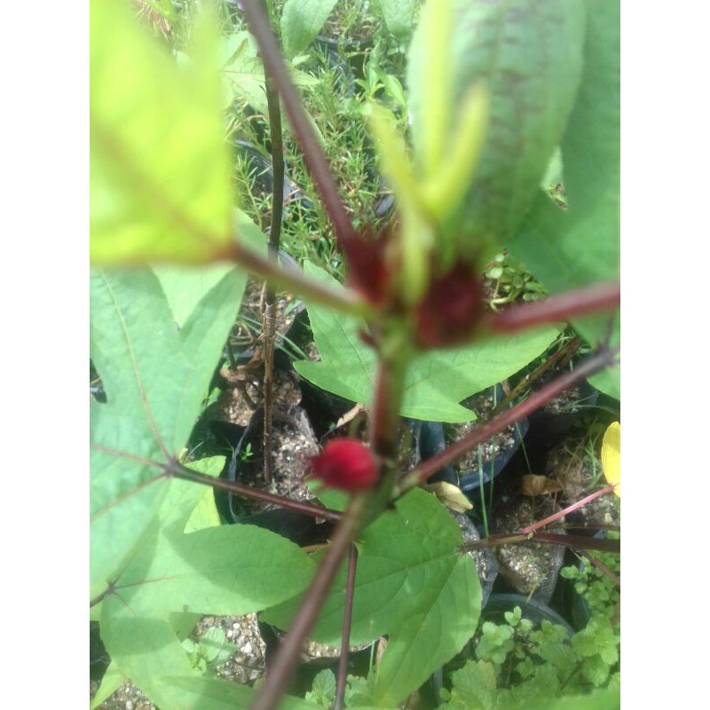 Anak pokok roselle atau asam raya untuk jus | Shopee Malaysia