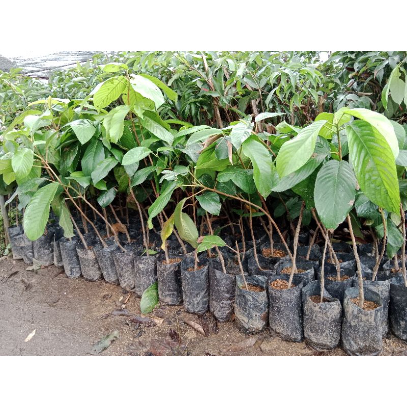 Anak Pokok Rambai Telor Ori Thailand Hybrid | Shopee Malaysia