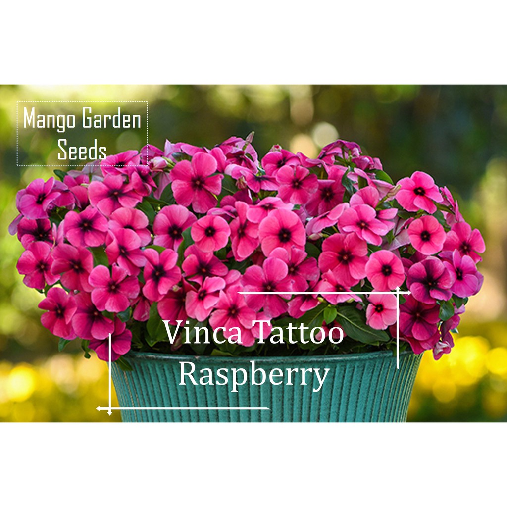 Tattoo Raspberry Vinca Flower Seeds - 5 Seed *Pot Friendly* Tanam Pasu ...