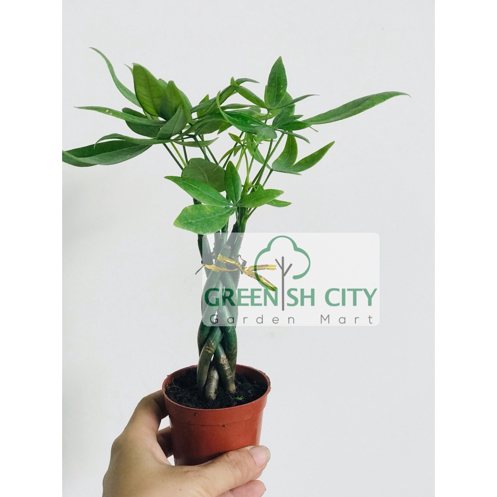 Manuka Tree – Malaysia Online Plant Nursery