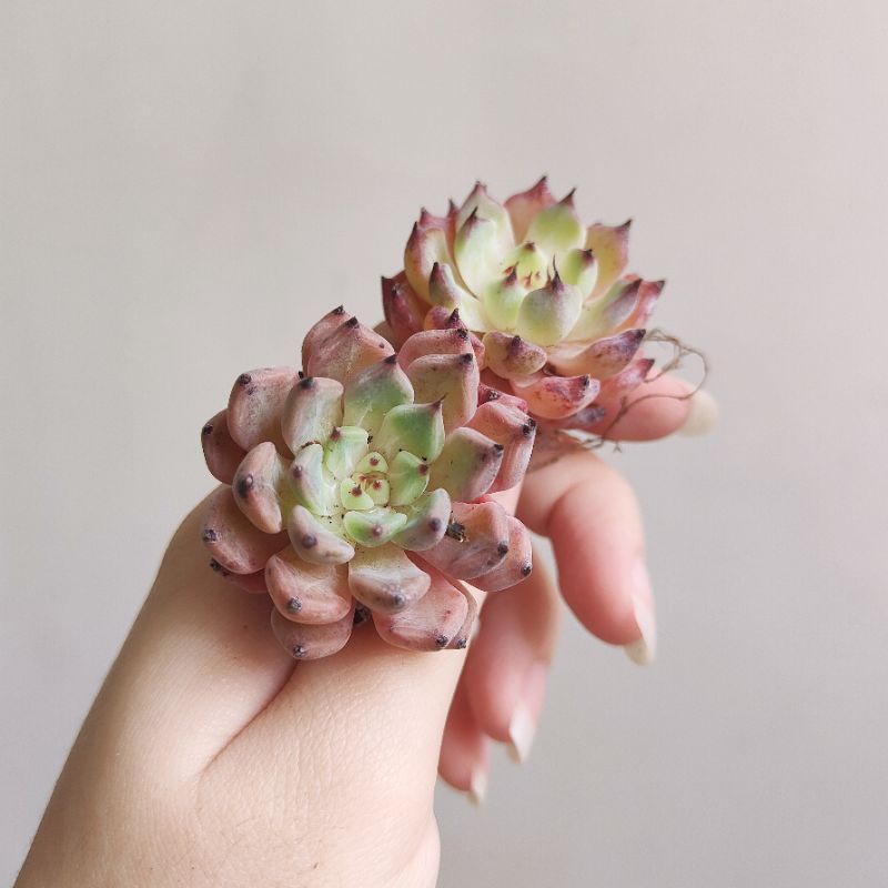 Succulent Plants | 5 Echeveria Succulents | Rooted In Planter Pots With Soil | Real - Foto 8