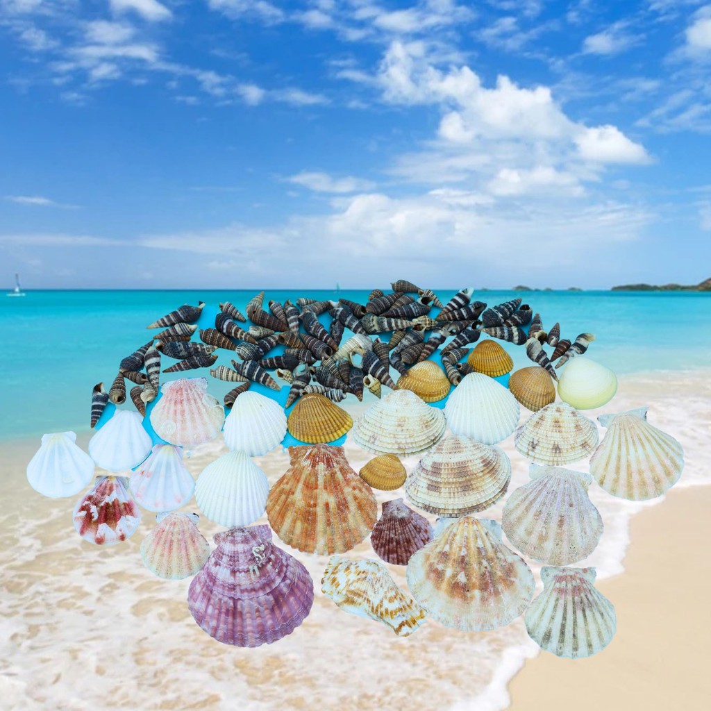 Ready Stock] 200g Beach Sea Shells Basket Mix Seashell Shell Craft