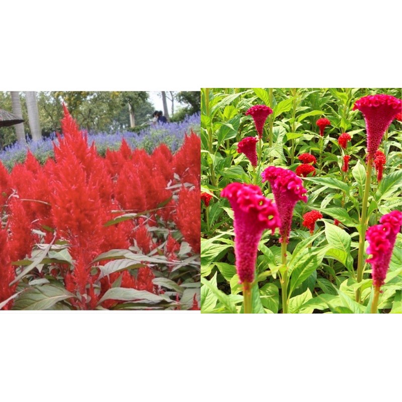 Biji Benih Bunga Cockscomb Campur Pattern Flower seeds Cockscomb Mix ...