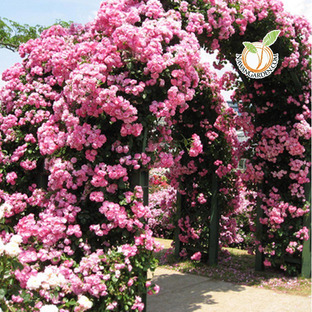 [Hot Selling] Seven Sisters CLIMBING ROSE Live Flower Plants in pot