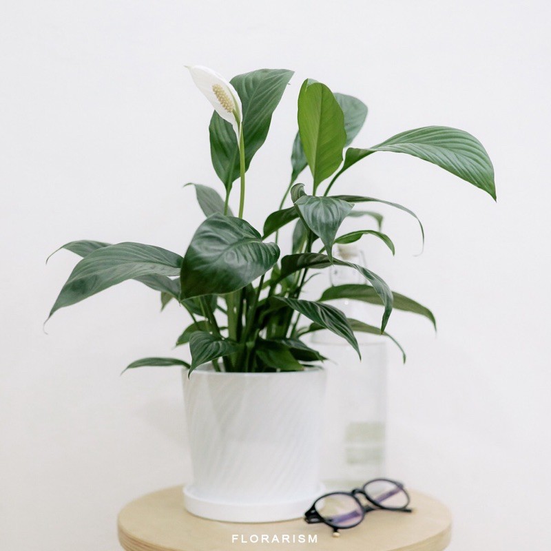 Peace Lily Spathiphyllum Wallisii Real Plant Indoor Plant Pokok Hidup Shopee Malaysia 