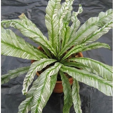 [LIVE PLANT] Asplenium Nidus Variegated Fern斑叶鸟巢蕨 | Shopee Malaysia