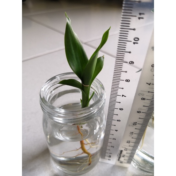 Guan Yin Bamboo 观音竹 Lucky Bamboo 富贵竹 Lucky Plant Fengshui Plant