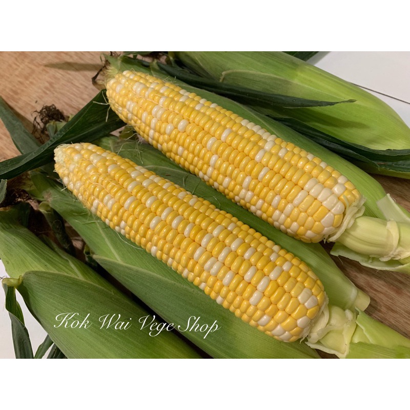 Grade A Cameron Highlands Pearl Sweet Corn Gred A Jagung Mutiara