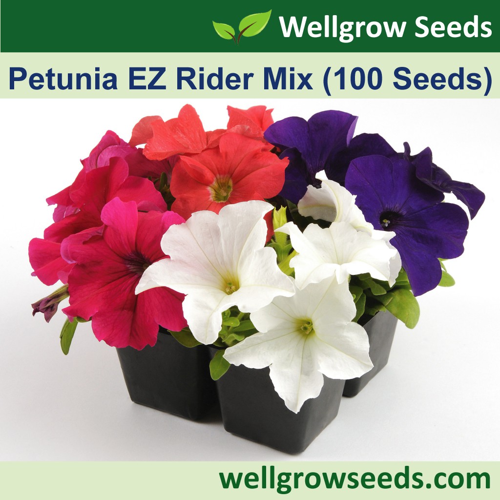 Petunia EZ Rider Mix (100sds) / Benih Petunia Flower Seeds Wellgrow ...