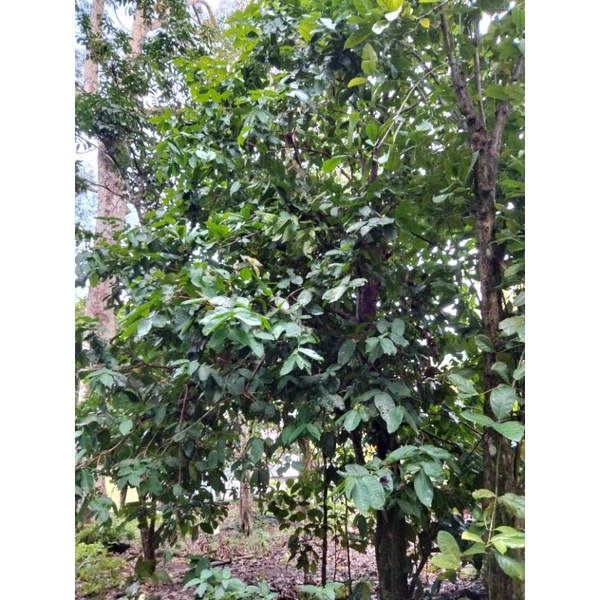 50 helai daun jambu air 2024- ditanam organik di kampung, banyak ...