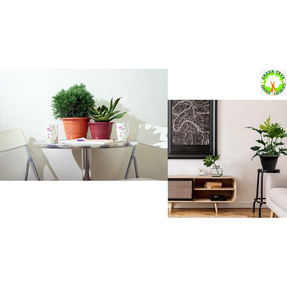 (28cm) Baba TN-3470-A Biodegradable Flower Pot (Plants are not included ...