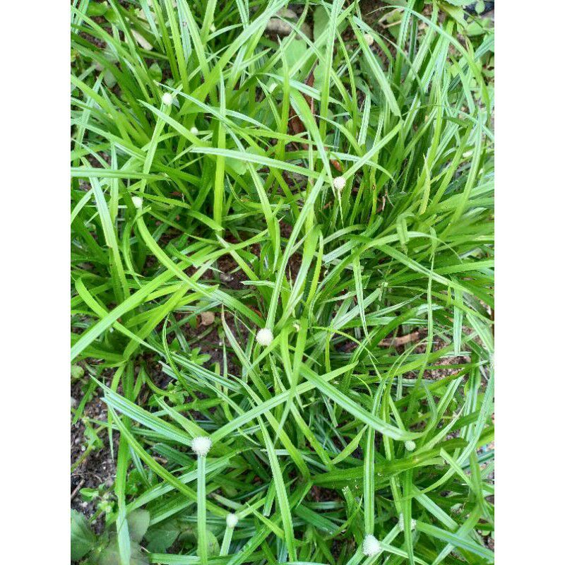 pokok rumput helikopter/rumput kucing 35 pokok | Shopee Malaysia