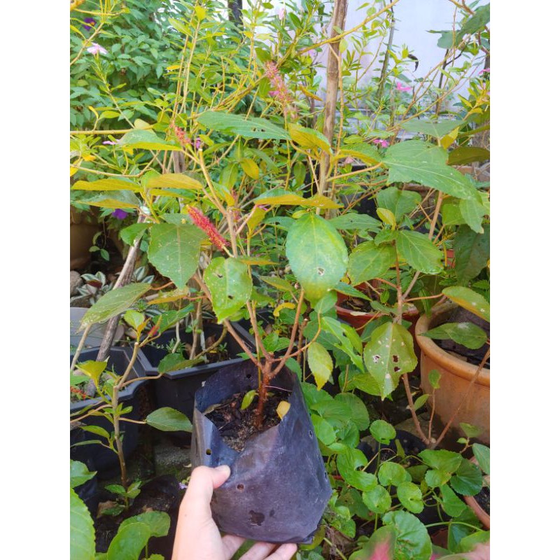 Pokok Ekor Kucing (Ekor Panjang) | Shopee Malaysia